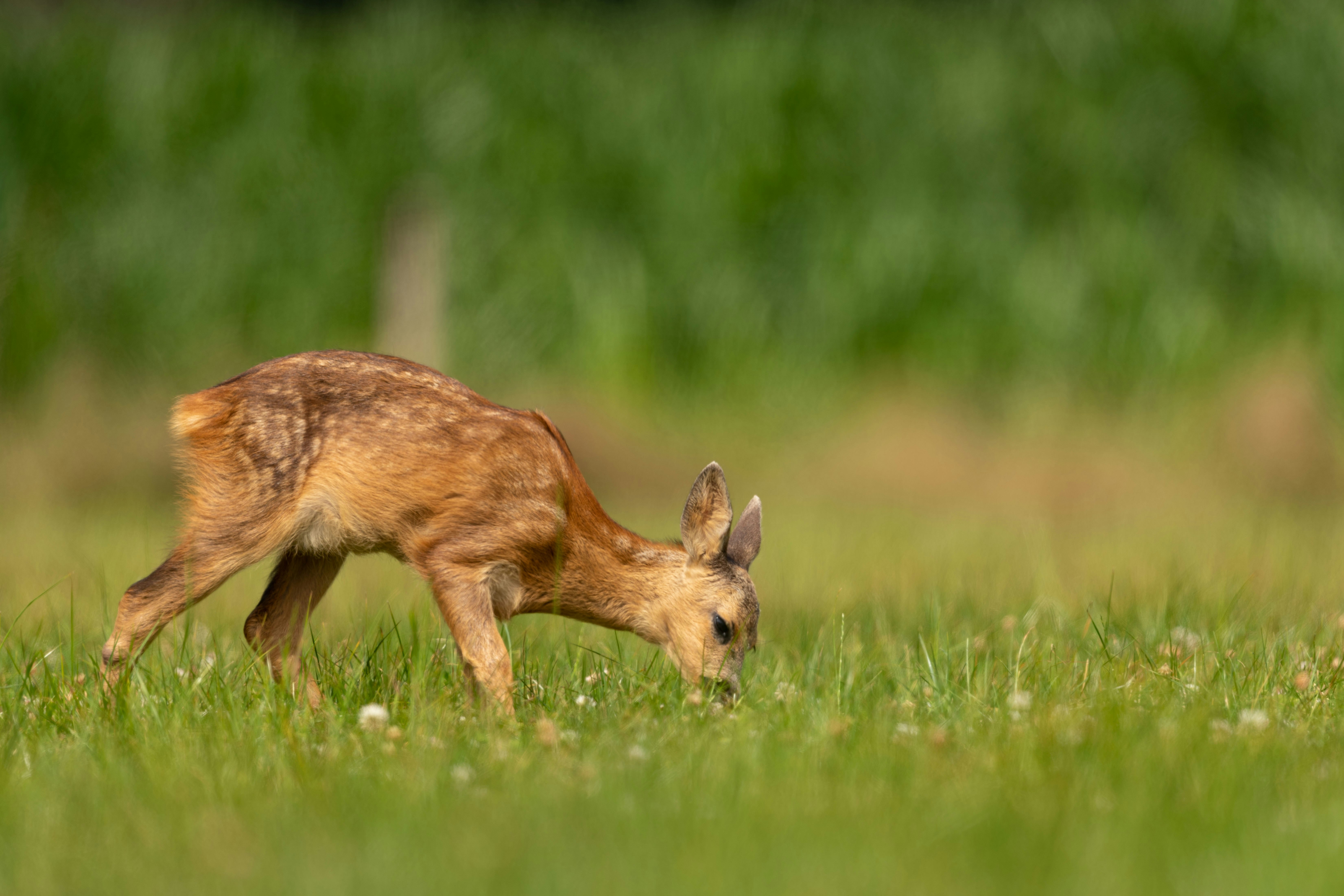 deer standing on grass